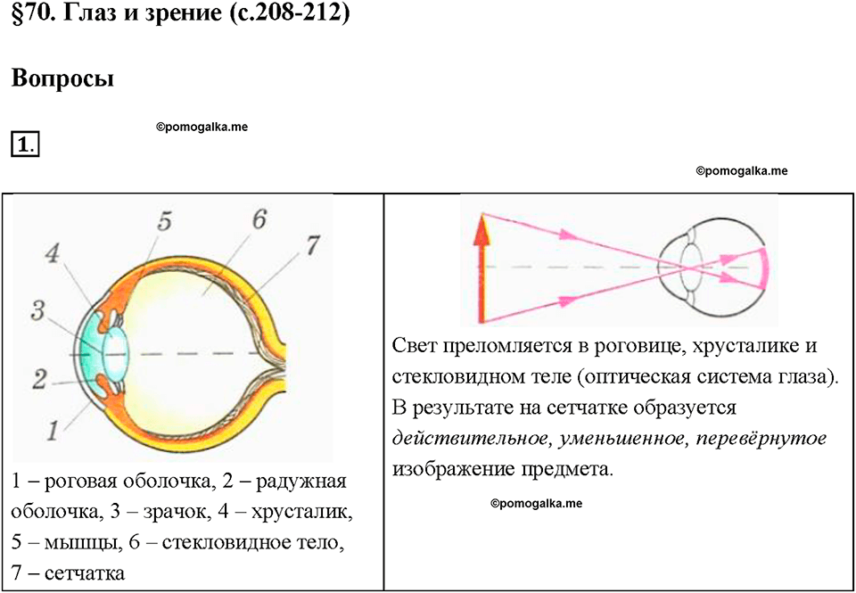 §70. Глаз и зрение. Вопрос №1 физика 8 класс Пёрышкин